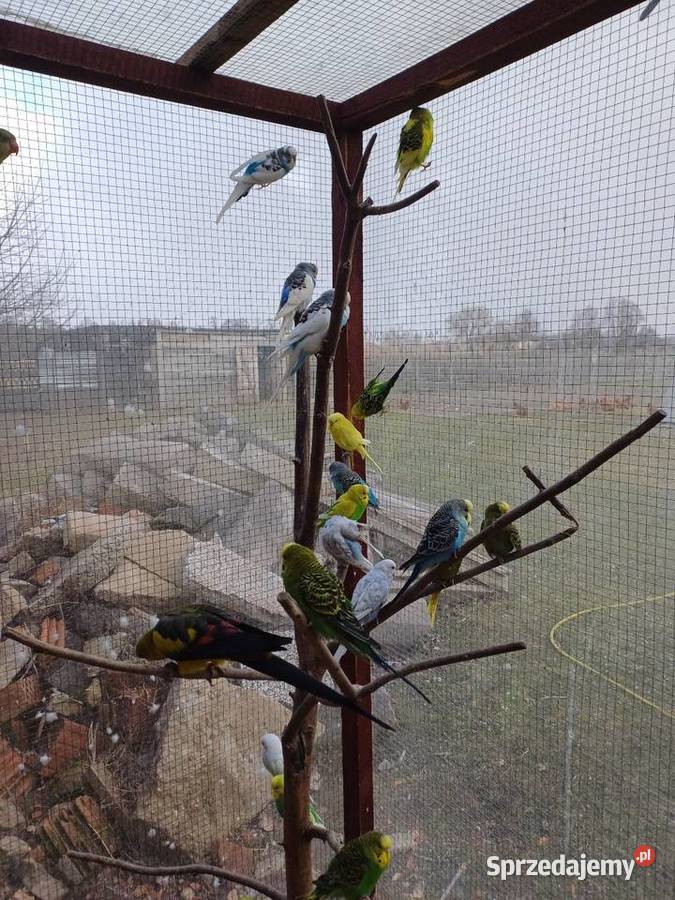 Papugi faliste Łask