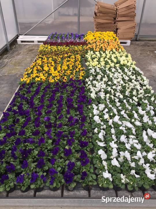 Stoły zalewowe 300x162 Nowy Stół do kwiatów Śmigiel sprzedam