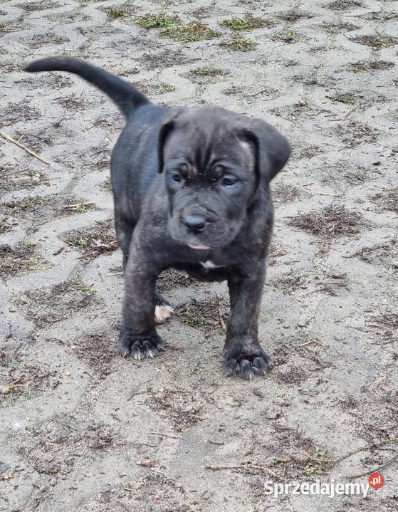 Cane corso szczeniaki Juliopol sprzedam