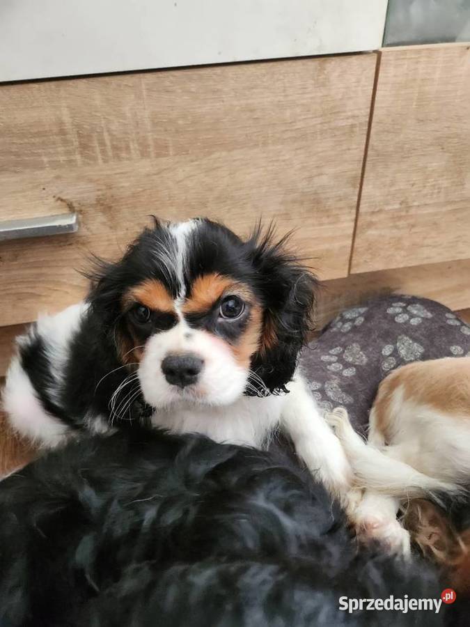 Cavalier king charls spaniel mazowieckie Janki sprzedam