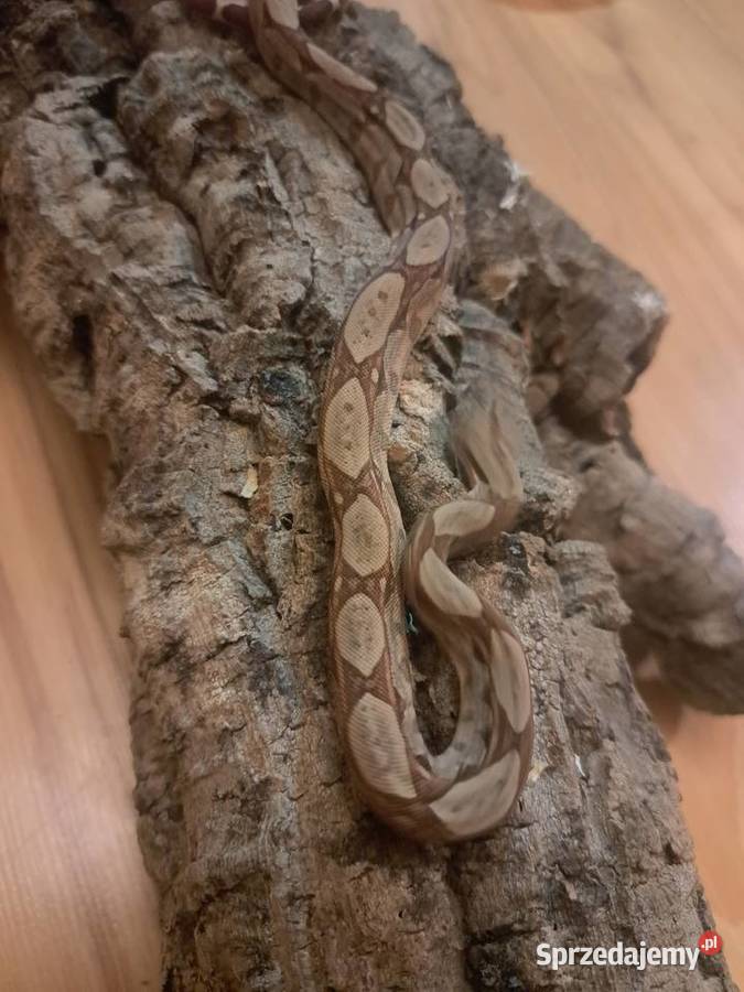 Młode boa constrictory Pewel Wielka sprzedam