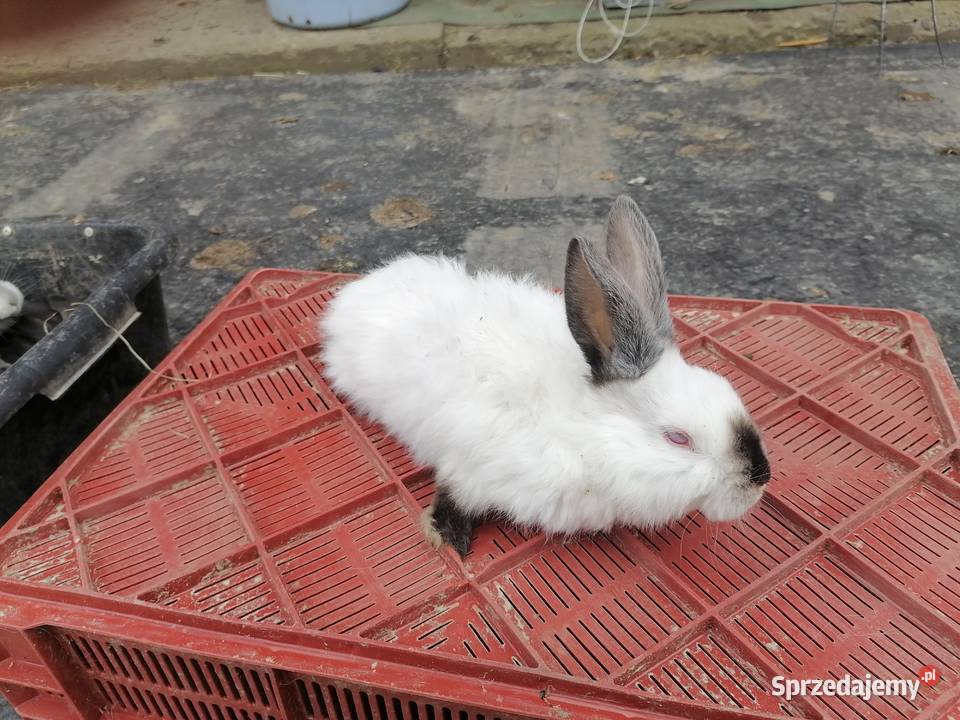 Sprzedam króliki 4M świętokrzyskie Kakonin