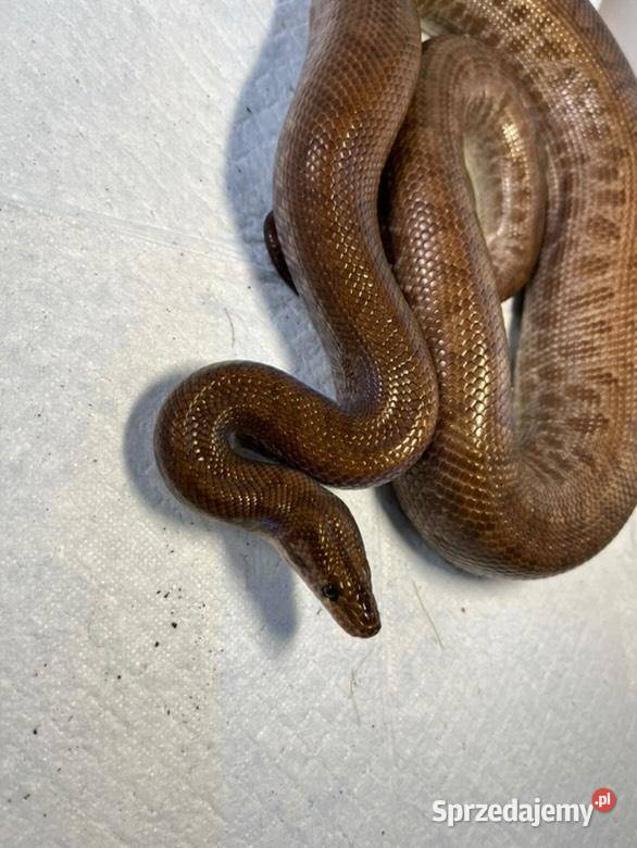 Boa Tęczowe Kolumbijskie Radom