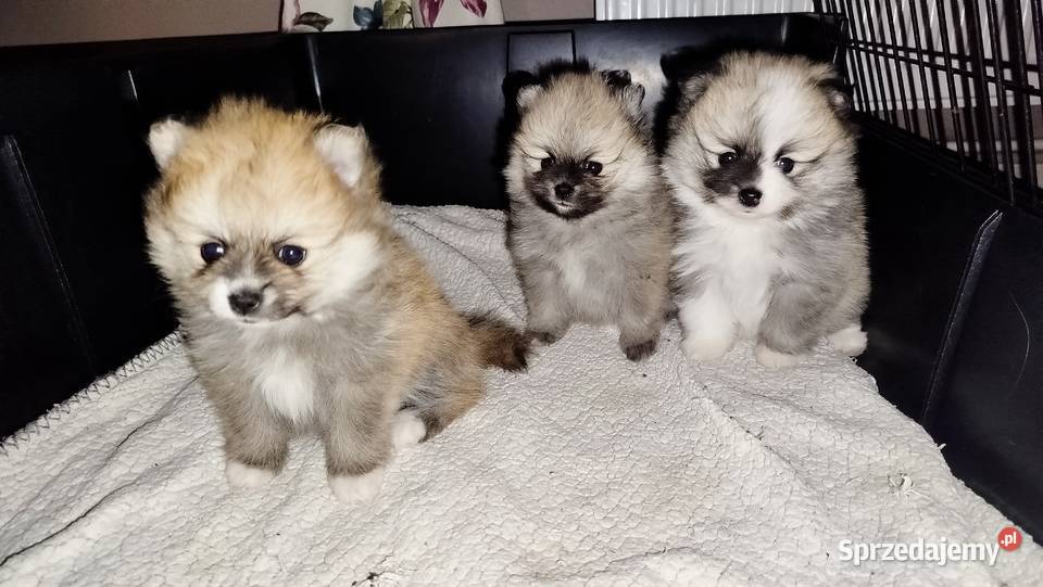 Szpic miniaturowy kujawsko-pomorskie sprzedam