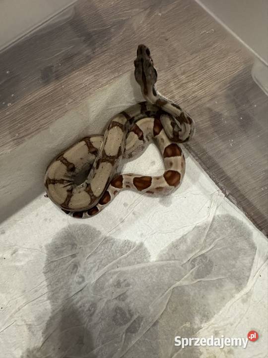 Węże boa imperator Pińczów
