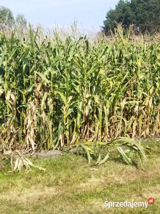 Sprzedam sianokiszonkę w belach i kukurydzę n Produkcja roślinna Gostyń