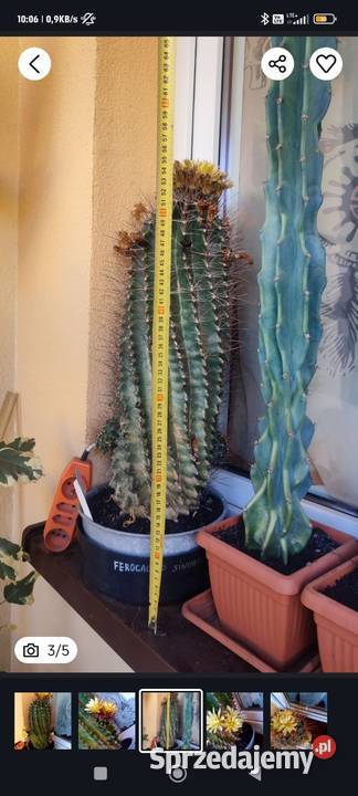 Kaktus ferocactus Wolbrom
