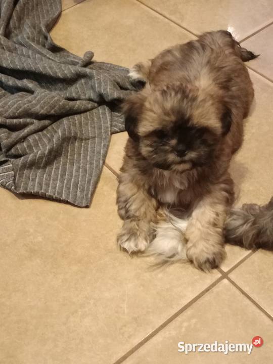 Promocja Piesek szczeniak Shih tzu z rodowodem Skołyszyn