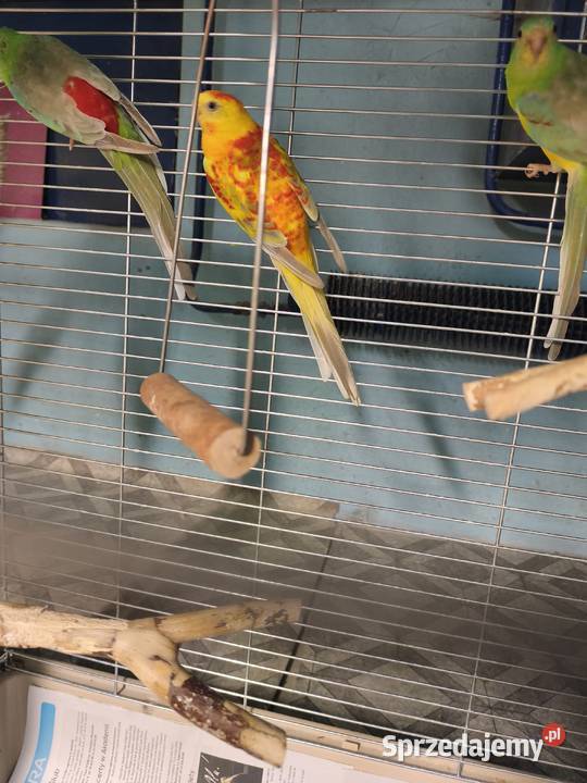 Świergotki seledynowe wielkopolskie Poznań