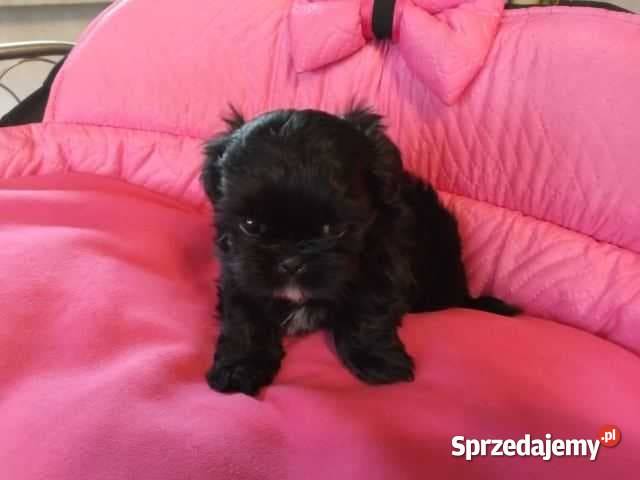 Shih Tzu Prześliczne Biało Czarne i Czarne Olkusz