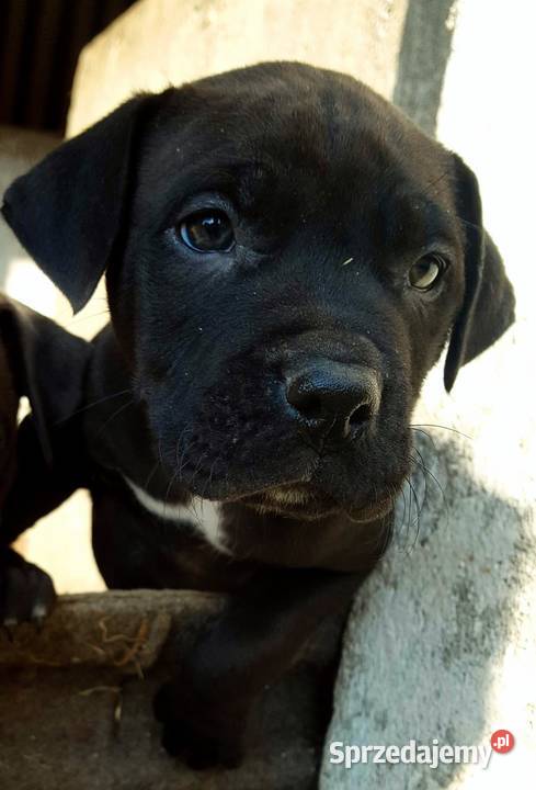 Oddam Pit Bull Szczeniak Działdowo