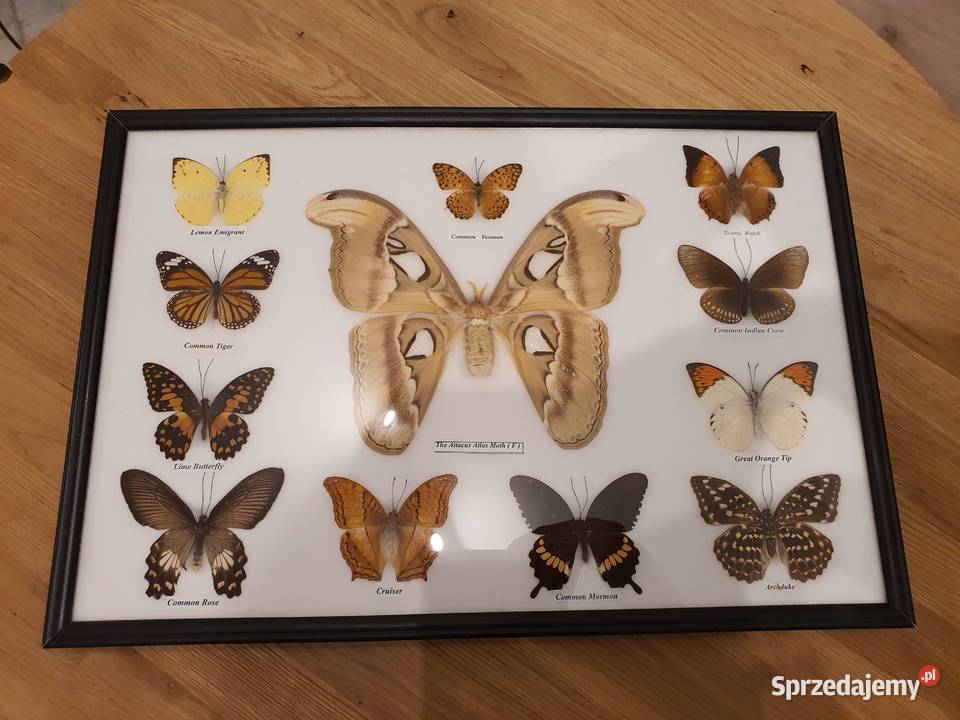 Kolekcja motyli w gablocie na sprzedaż Kolekcje Jelenia Góra