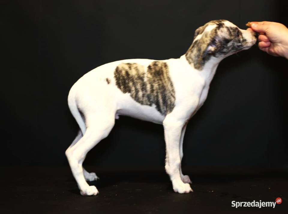 whippet chart angielski wielkopolskie Poznań