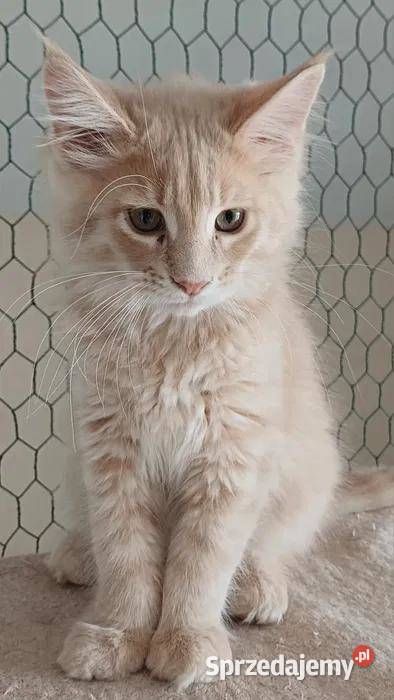 Kocurek Maine coon Maine Coon Kowalewo Pomorskie