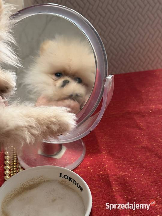 Szpic miniaturowy pomeranian dziewczynka