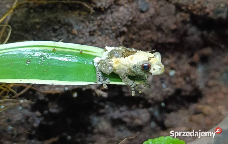 Żaba Theloderma asperum Kraków