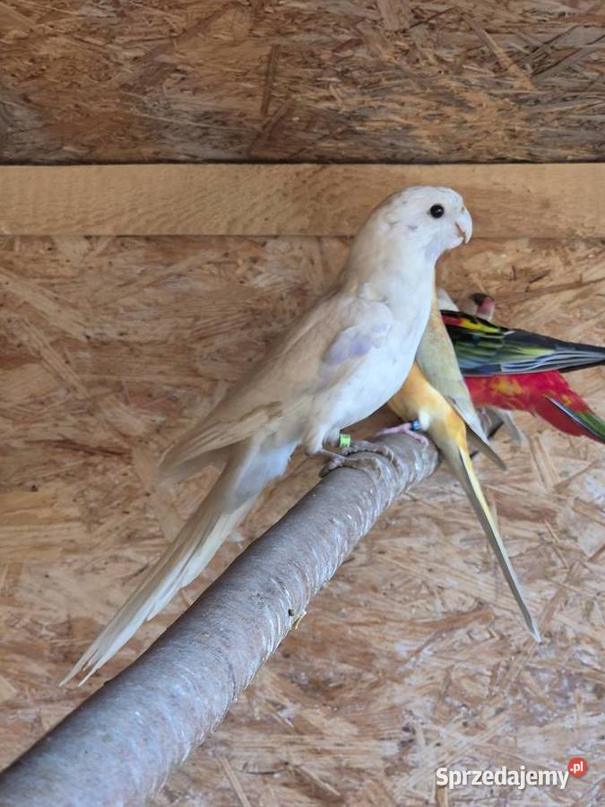 rozelle sprzedam Kamień Śląski