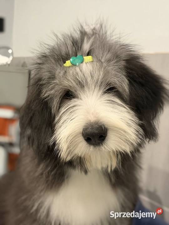 Bearded Collie FCI suczka wielkopolskie Kalisz