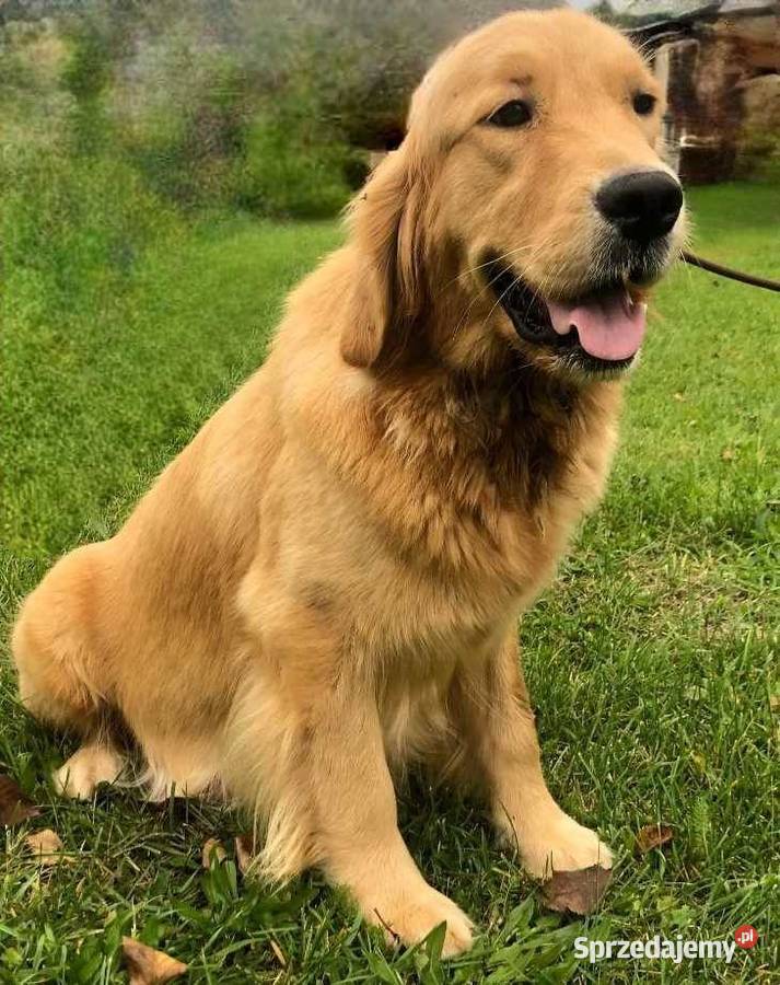 Golden Retriever złoty szczeniak Polesie