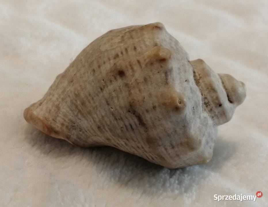 Muszla 48 60 Kreatywne śląskie Czeladź