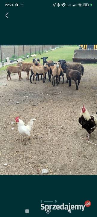 Owce kameruńskie sprzedam