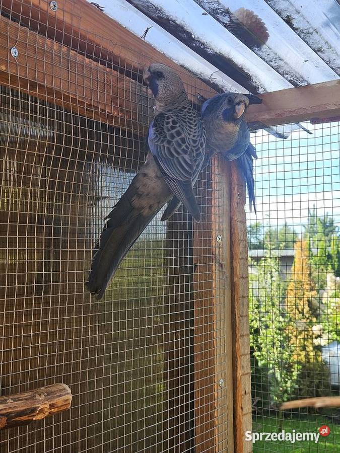 Rozelle Królewskie niebieskie Poznań