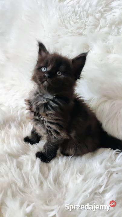 Maine Coon Częstochowa sprzedam