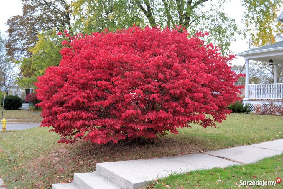 Trzmielina Oskrzydlona na pniuszczepiona Kłodawa sprzedam