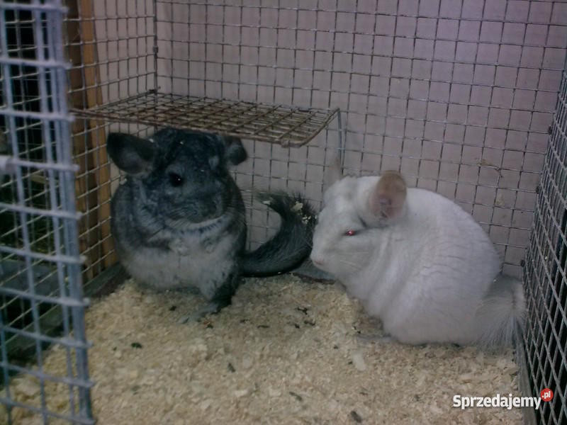 Szynszyle standard aksamitne i warmińsko-mazurskie Iława