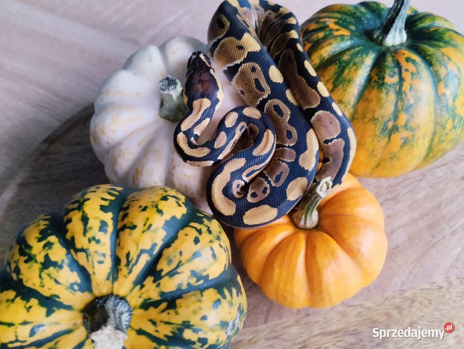 Pyton królewski węże wąż pytony królewskie warmińsko-mazurskie Olsztyn