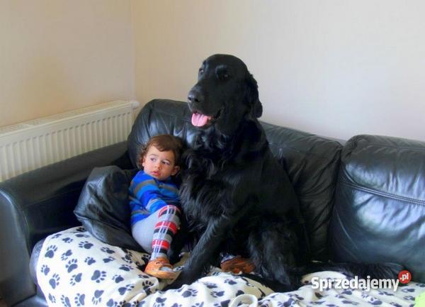 szczenięta flat coated retriever zapowiedź miotu Psy śląskie Orzesze