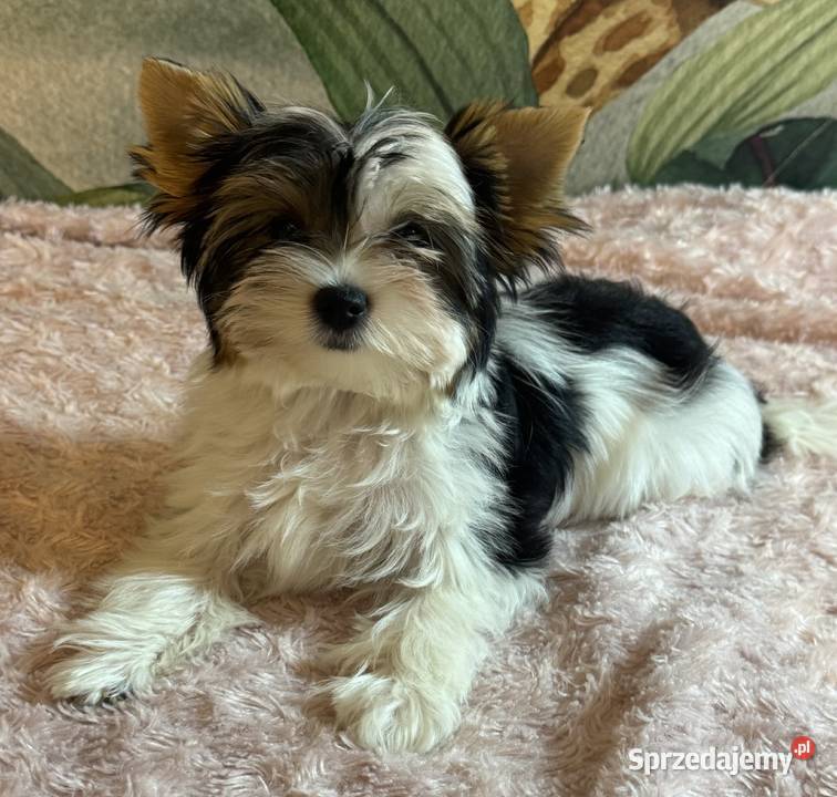 Suczki Biewer Yorkshire Terrier FCI ZKwP dolnośląskie Głuszyca