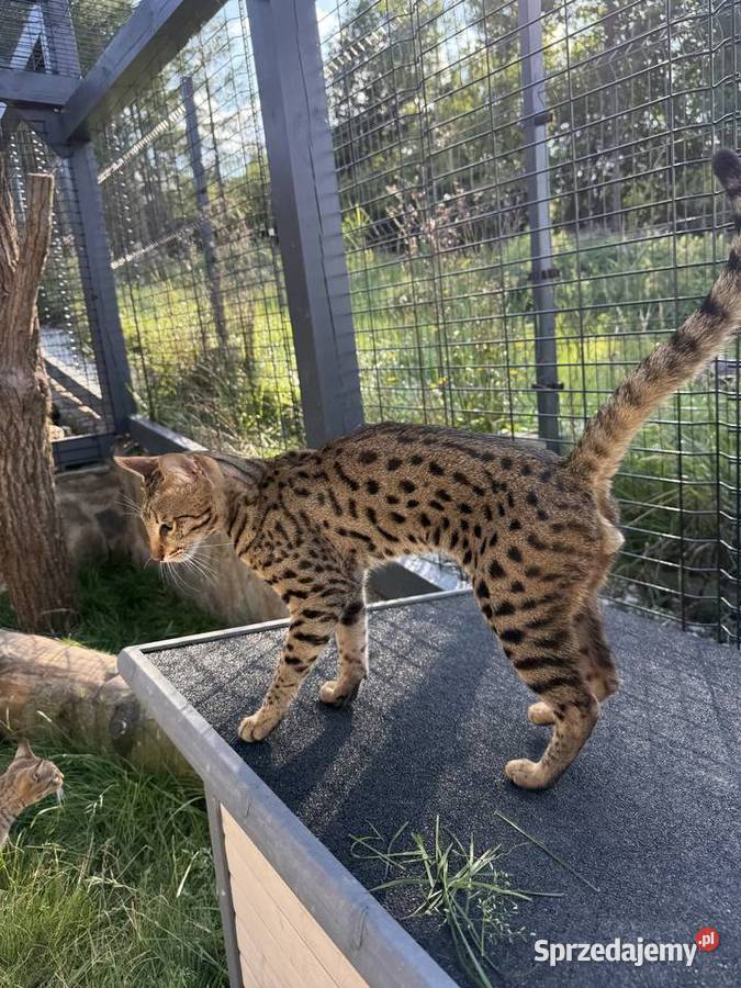 Uroczy samiec Savannah F6 małopolskie