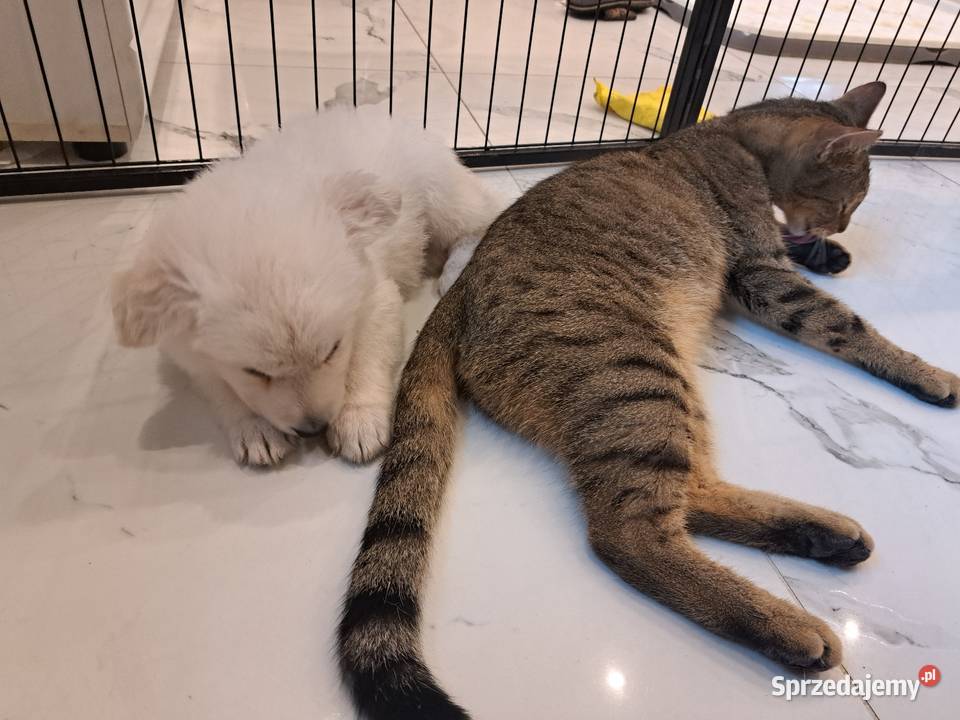 Bialy Owczarek Szwajcarski FCI ZWOLNILY się Zwierzęta Bytom