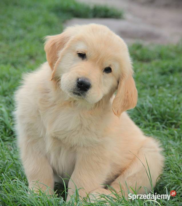 Chłopczyk linii Amerykański Golden Retriever Golden Retriever