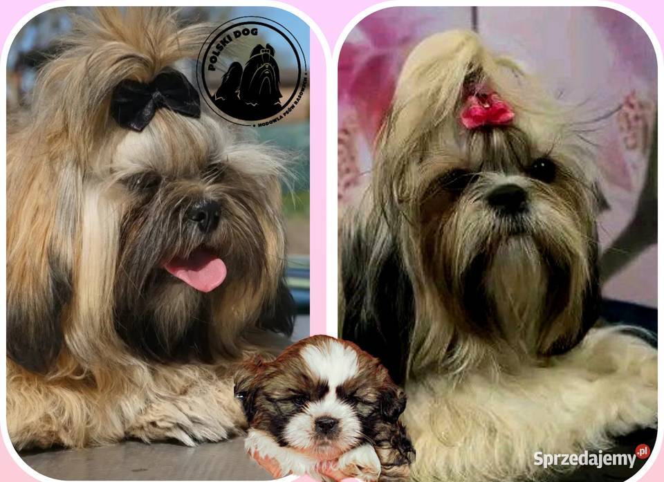 ShihTzu z IV pokoleniowym rodowodem DNA Polski Kozy