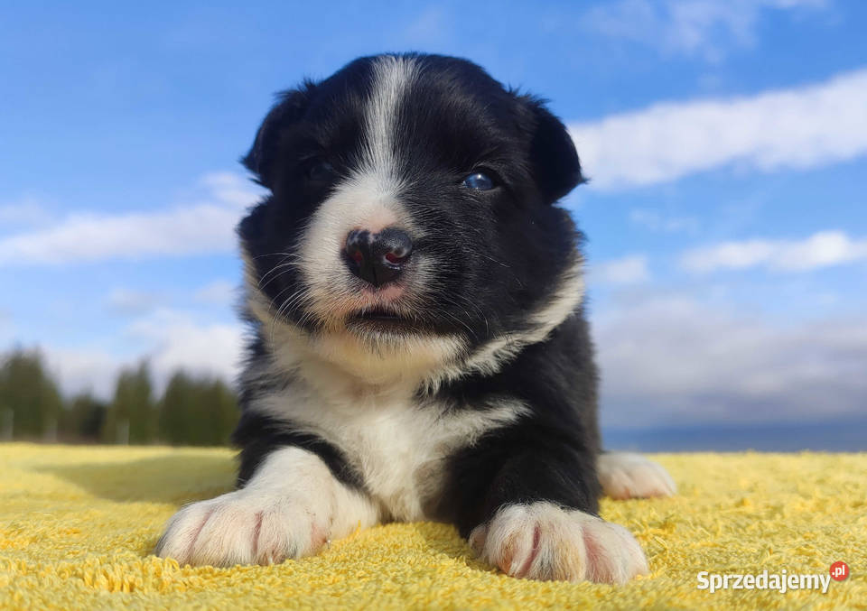 Piękny pies Border Collie rasowy szczeniak z podkarpackie Iwonicz sprzedam