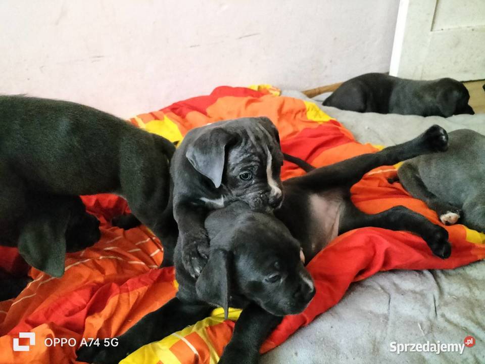 8 wspaniałych szczeniaczków cane corso Siedlce