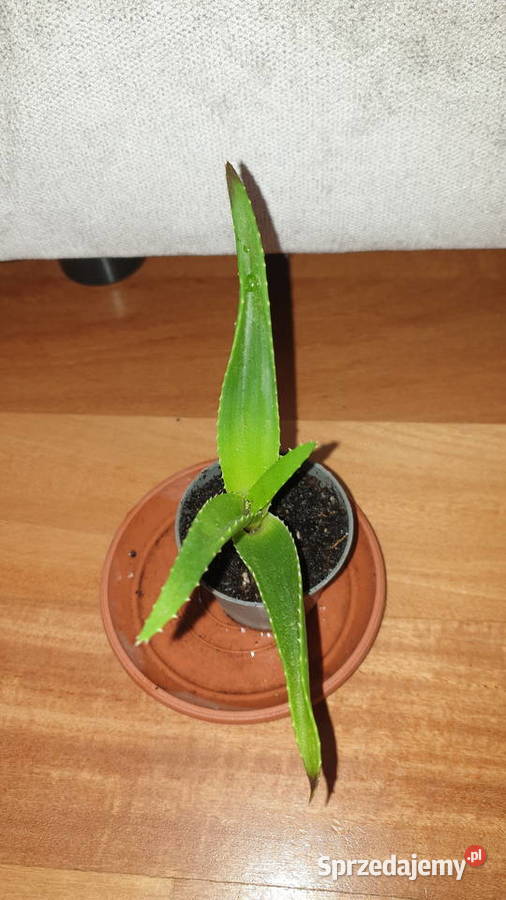 Aloes zielony roślina rosnąca Warszawa