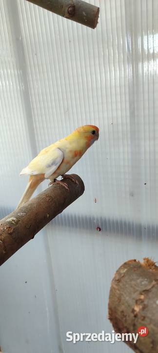 Sprzedam samca Rozelli Królewskiej wielkopolskie Środa Wielkopolska