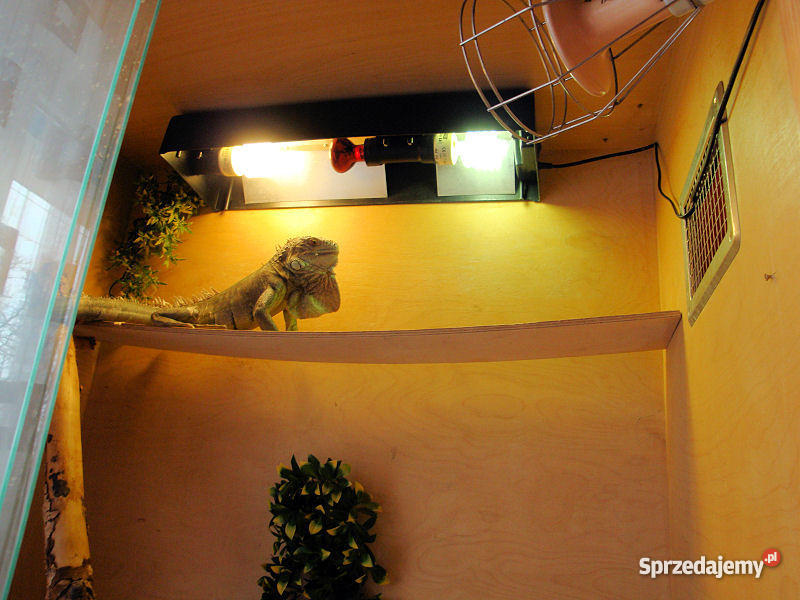 terrarium legwana legwana zielonego Bydgoszcz sprzedam