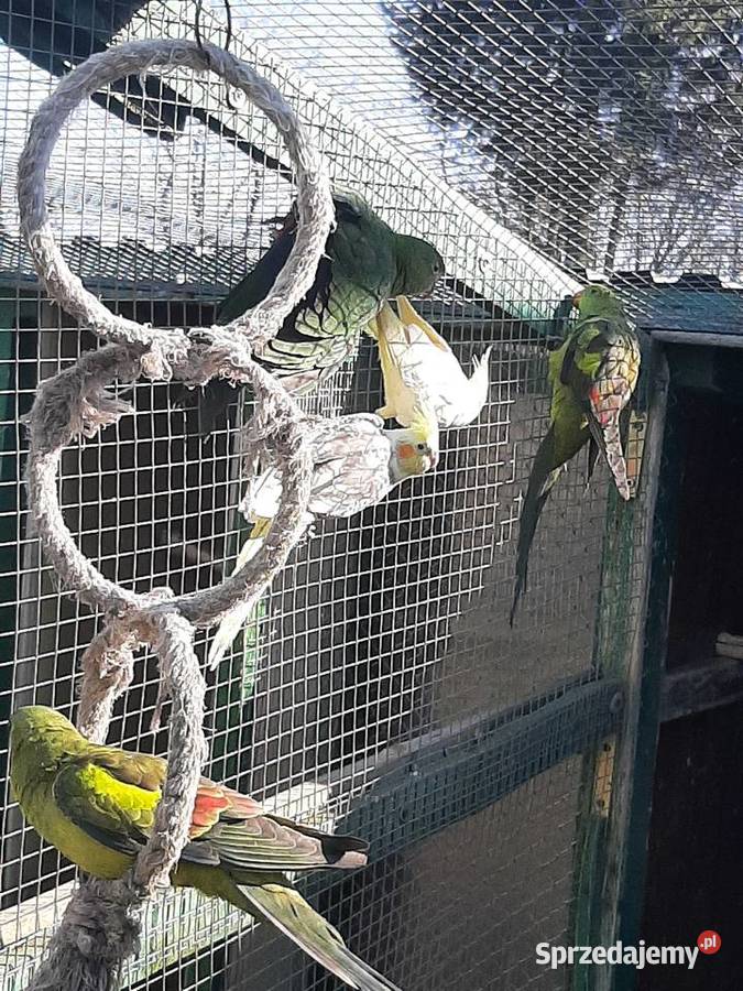 Papugi nimfy para Skała