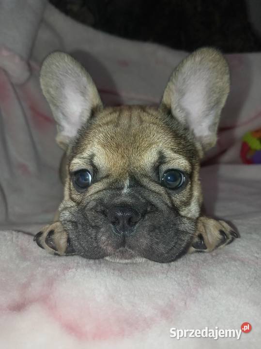 Buldog francuski szczenię Buldog