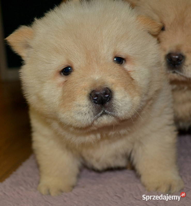 CHOW CHOW RÓŻNE KOLORY ŚLICZNE SZCZENIĘTA Pozostałe Janinów