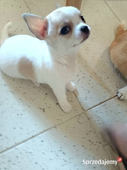 Biała Zjawiskowa Dziewczynka Chihuahua Zgierz sprzedam
