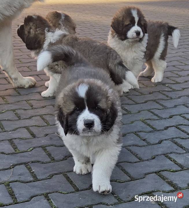 Moskiewski Pies Stróżujący Nie Bernardyn Nie