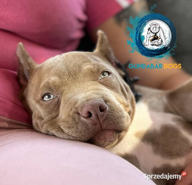 American Bully piesek ABKC Koło