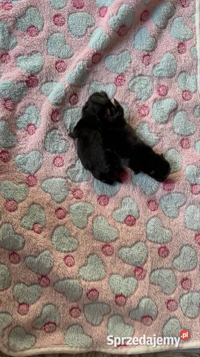 Szpic miniaturowy pomeranian Poniszowice sprzedam