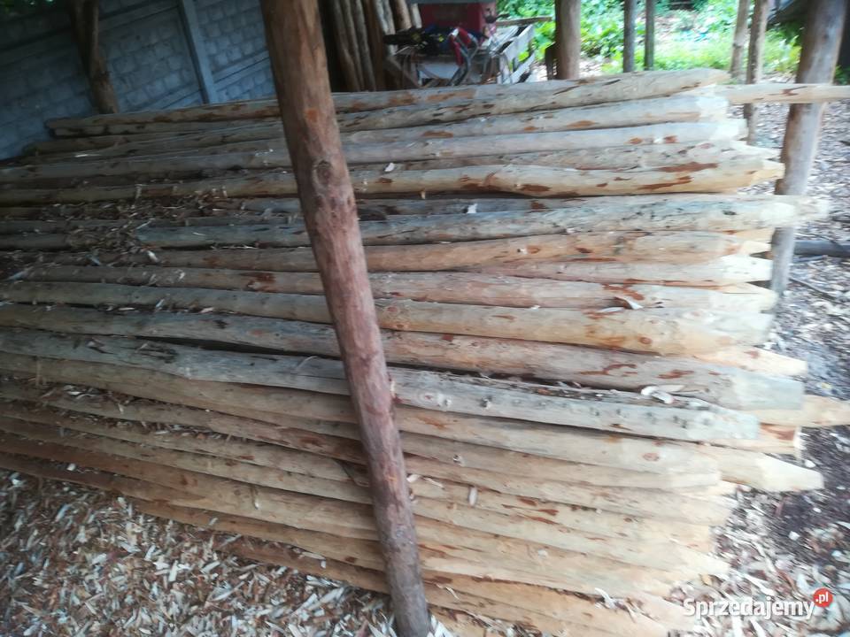 Palik tyczki do drzewekmalin i na ogrodzenie Skierniewice