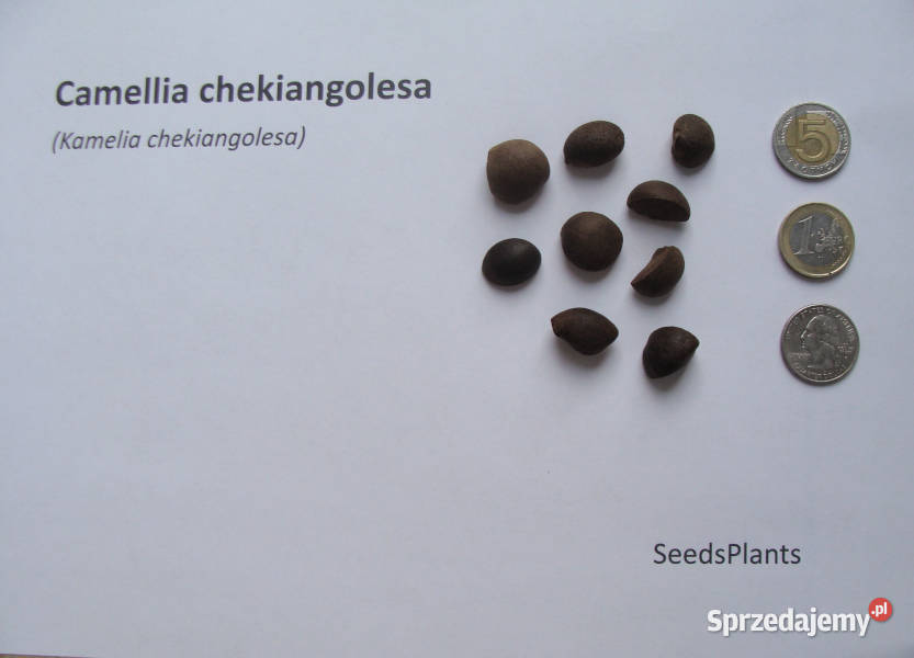 KAMELIA Camellia chekiangolesa NASIONA 8 10g Lubanie